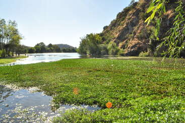 A serene river scene with lush green vegetation, calm water, and a rocky hillside under clear blue skies, surrounded by trees and peaceful natural beauty.