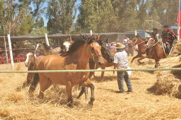 Several horses run on straw in a fenced arena, while people in traditional attire, including hats and ponchos, guide and control them during a rural event.