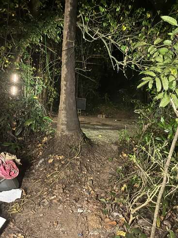 A large tree stands in the center, roots exposed. Nighttime, illuminated by strong lights. Dense foliage surrounds, with scattered objects and tangled wires on the ground.