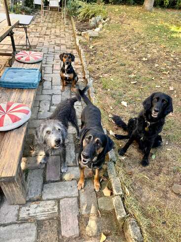 Cuatro perros se encuentran reunidos al aire libre en un patio y una zona de césped, rodeados de bancos con cojines de colores, en un día soleado con hojas esparcidas por el suelo.