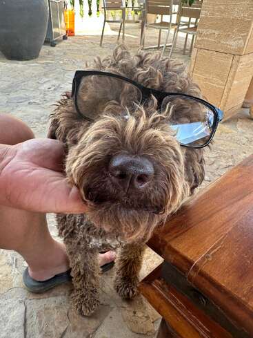 Ein brauner Hund mit Brille im Gesicht wird von der Hand eines Menschen gestreichelt, der neben einem Holztisch auf einer Steinterrasse sitzt.