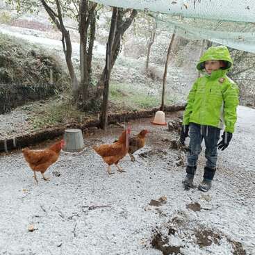 Un enfant vêtu d'une veste vert vif se tient à l'extérieur, dans un poulailler enneigé, et observe trois poules brunes qui marchent sur le sol légèrement recouvert de neige.