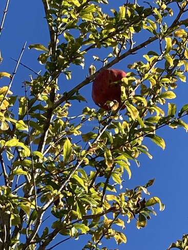 Una sola granada madura cuelga de la rama de un árbol, rodeada de hojas verdes, bajo un cielo azul claro y brillante en un día soleado.