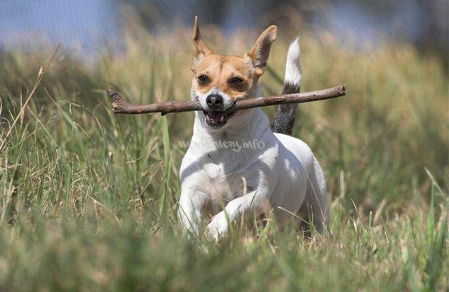 What Drug Is Nicknamed Dog Food What Drug Is Nicknamed Dog Food