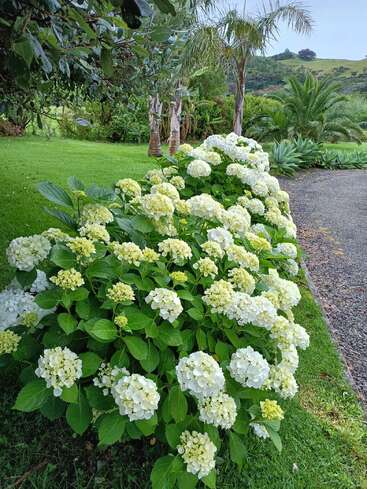 A lush garden features vibrant green grass, blooming white hydrangeas, tall palm trees, and various tropical plants, all under a serene, cloudy sky and distant hills.