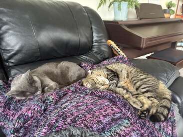 Dois gatos, um cinza e um malhado, estão dormindo tranquilamente em um cobertor de tricô aconchegante sobre um sofá de couro preto. Você pode ver um piano e plantas.