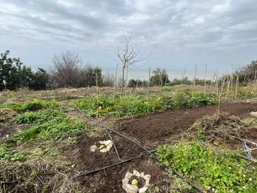 This image shows a vegetable garden with green plants, bare soil patches, irrigation pipes, small stone circles, leafless trees, and a cloudy sky in the background.