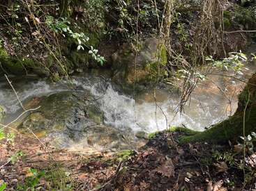 A small stream flows rapidly over moss-covered rocks, surrounded by green vegetation and fallen leaves. Sunlight filters through trees, highlighting the tranquil, natural woodland scene.