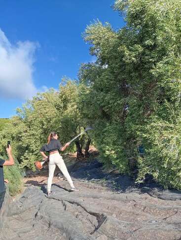 A woman is harvesting olives from a tree using a mechanical pole. Someone is recording her, while black nets are spread on the ground to catch the olives.