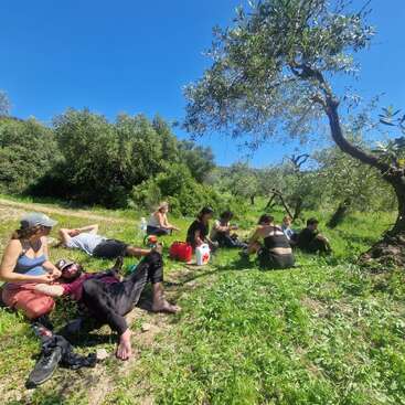 Um grupo de pessoas relaxa na grama verde sob as oliveiras, aproveitando um dia ensolarado. Alguns estão deitados, outros sentados, conversando e descansando.