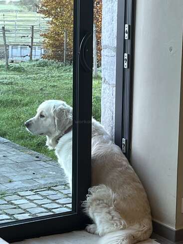 Um cachorro branco e fofo senta-se ao lado de uma porta de vidro, metade dentro e metade fora, olhando atentamente para o quintal gramado e para a paisagem pacífica ao fundo.