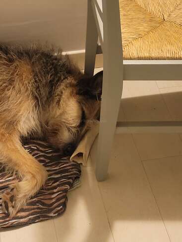 Un chien au pelage hirsute dort paisiblement, la tête posée sur un os, à côté d'un fauteuil gris, allongé sur une couverture rayée posée sur un plancher en bois.