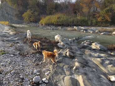 Four dogs roam along a rocky riverbank surrounded by autumnal trees and bushes. The calm river flows beside them, creating a serene, natural landscape scene.