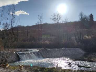 A serene riverside scene with sunlight shining brightly above, water cascading gently over rocks, leafless trees, green grass, and several dogs exploring the tranquil area.