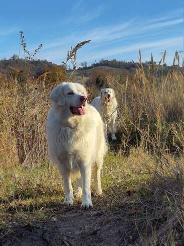 Dos grandes y esponjosos perros blancos están de pie sobre la hierba alta bajo un cielo azul brillante, disfrutando de un día soleado en un hermoso paisaje campestre de colinas.
