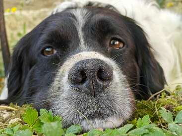 A close-up of a black and white dog resting its head on the ground, nose forward, surrounded by green plants, looking peaceful and calm.