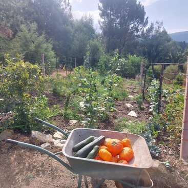 Ein üppiger Gemüsegarten mit grünen Pflanzen und Bäumen. Im Vordergrund steht eine Schubkarre mit frisch geernteten Zucchinis und leuchtend orangefarbenen Kürbissen im Sonnenlicht.
