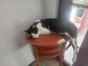 A black and white cat is comfortably sleeping on a small wooden table near a glass door, stretching out with its legs hanging off the side. Peaceful scene.