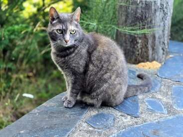 A grey cat with green eyes sits calmly on a stone surface, surrounded by greenery and a wooden post, alert and observing its peaceful outdoor surroundings.