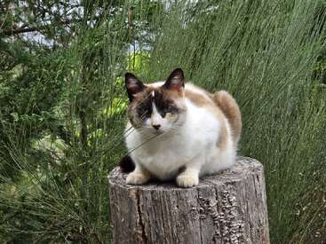 A fluffy cat with a white and brown coat sits calmly on a tree stump, surrounded by green plants and tall grass, blending with natural surroundings.