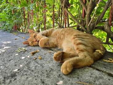 An orange tabby cat is lying comfortably on a stone surface, surrounded by lush green plants and dappled sunlight, appearing relaxed and peaceful.
