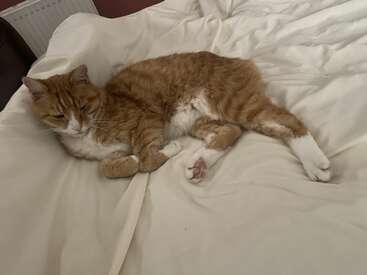 The image depicts an orange tabby cat reclining on a bed, its body oriented to the left, with white paws and chest, and a white radiator visible in the background.