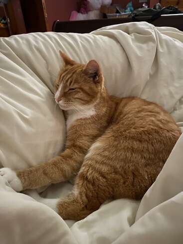 The image depicts an orange tabby cat reclining on a bed, surrounded by white sheets, with its eyes closed and a serene expression.