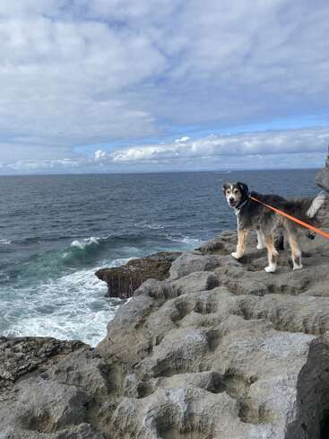 A dog stands on a rocky cliff overlooking the ocean, with an orange leash attached to its collar, set against a cloudy sky.