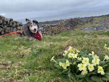 The image depicts a dog on a leash running through a grassy field with a stone wall and ocean in the background, surrounded by yellow flowers.