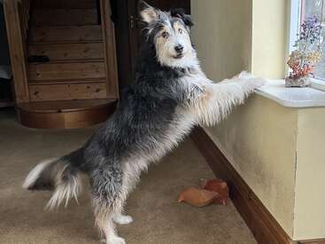 A fluffy black and white dog stands on its hind legs, looking out the window. Wooden stairs, beige carpet, toys, and plants are seen in the background.