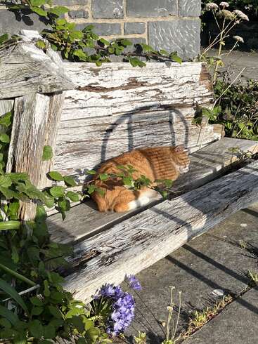 A ginger cat naps peacefully on a weathered wooden bench surrounded by green leaves and purple flowers, basking in the warm sunlight by a stone wall.