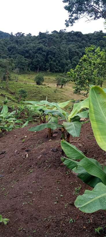 Dieses Bild zeigt junge Bananenpflanzen auf brauner Erde, umgeben von üppigem Grün, Bäumen, sanften Hügeln und dichtem Wald im Hintergrund unter einem bewölkten Himmel.