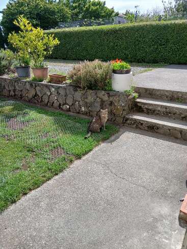 A tabby cat sits on green grass near concrete steps and a stone wall. Potted plants and flowers decorate the sunny, well-kept garden. Hedges surround.