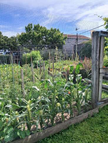 A lush garden with tall green corn plants behind a wire fence, surrounded by trees, a wooden shed, vibrant plants, and blue sky with some clouds.