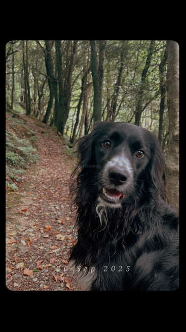 Un chien noir avec des marques blanches est assis sur un sentier forestier entouré d'arbres. L'image est datée du 20 septembre 2025, créant une scène paisible.