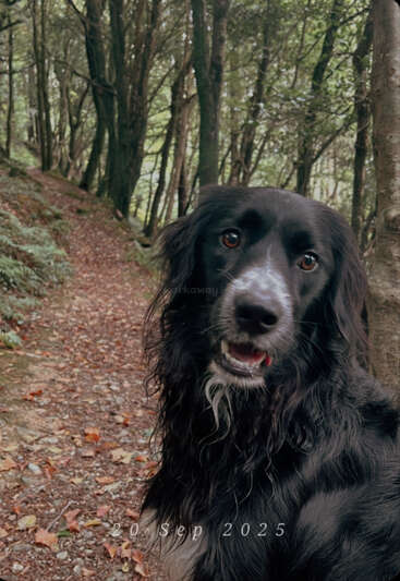 A black dog with white markings sits on a forest trail surrounded by trees. The image is dated 20 Sep 2025, creating a peaceful scene.