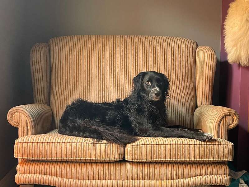 A black dog lounges comfortably on a yellow and brown striped sofa. Soft sunlight gently lights the scene, creating a warm and cozy atmosphere indoors.