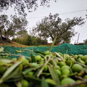 Las aceitunas verdes y las hojas yacen sobre una red verde bajo los olivos, listas para la cosecha. Al fondo se ve un cielo nublado y una vegetación frondosa.