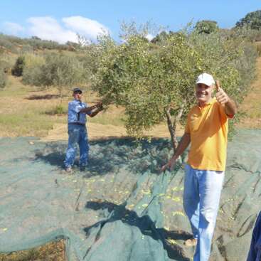 La imagen muestra a dos hombres de pie en un olivar, uno de ellos con el pulgar hacia arriba y el otro con gafas de sol y camisa azul.