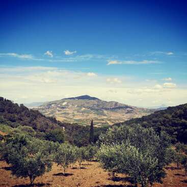 Suaves colinas y montañas bajo un cielo azul y despejado, salpicado de nubes esponjosas. Los olivos cubren el primer plano, mientras que una exuberante vegetación enmarca el pintoresco paisaje.