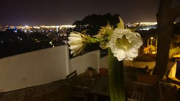 La imagen muestra un cactus con hojas grandes y puntiagudas y un tallo largo y delgado, sobre un fondo neutro, probablemente para su uso en un catálogo u otro listado de productos.