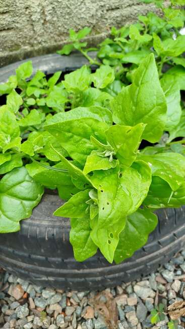 Unas hojas de espinaca de color verde brillante crecen sanas en una jardinera de neumáticos reciclados, rodeada de grava y un muro con textura, mostrando una solución de jardinería urbana respetuosa con el medio ambiente.