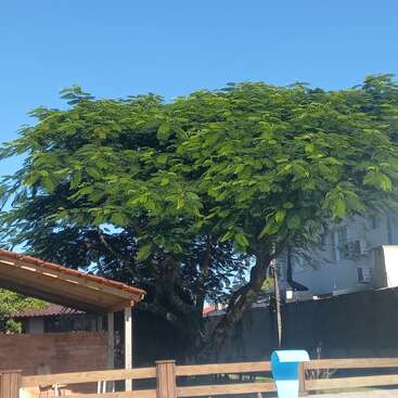 Uma grande árvore com folhas verdes e exuberantes fica em um quintal ensolarado. Nas proximidades, há uma estrutura de tijolos, uma cerca de madeira e um assento azul.