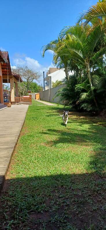 Um pequeno cão preto e branco corre alegremente na grama verde ao lado de uma casa, cercado por palmeiras sob um céu azul e ensolarado.