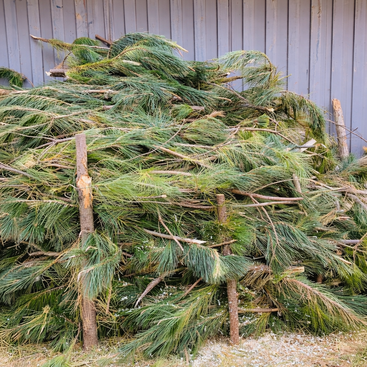 A pile of freshly cut pine branches stacked against a vertical wooden fence, with two upright sticks supporting the heap on a gravelly ground.
