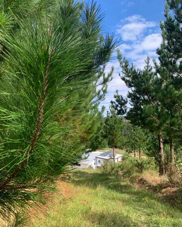 A small white house with solar panels sits among tall, green pine trees under a blue sky with scattered clouds, surrounded by grass and peaceful nature.