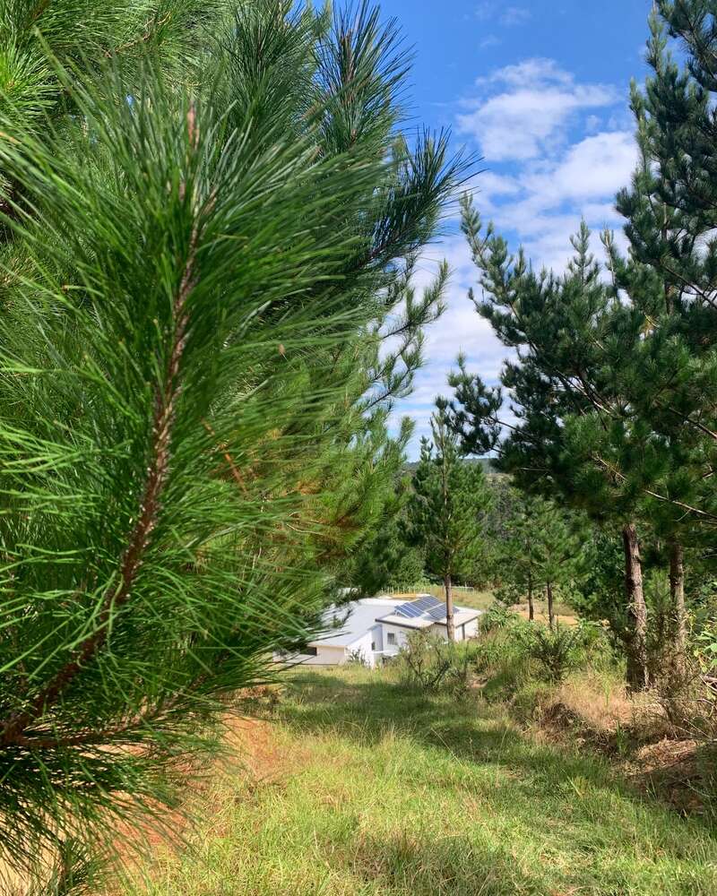A small white house with solar panels sits among tall, green pine trees under a blue sky with scattered clouds, surrounded by grass and peaceful nature.