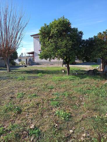 A grassy yard with scattered green plants, two large trees—one with many oranges—stands before a two-story house. The sky above is clear blue.