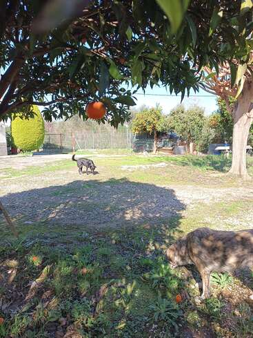 Two dogs wander in a sunny garden. An orange tree hangs overhead, casting shadows. Green grass, scattered oranges, and bright blue sky create a peaceful atmosphere.