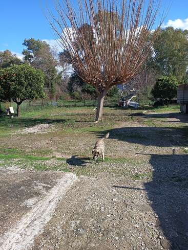 A dog walks on a gravel and grassy yard with leafless trees, orange trees, green foliage, and blue sky with clouds in the background. Peaceful rural scene.